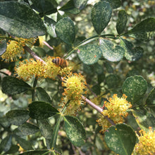 Load image into Gallery viewer, LIME PRICKLY ASH