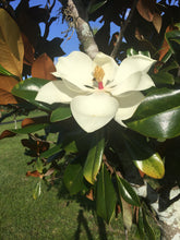 Load image into Gallery viewer, MAGNOLIA