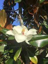 Load image into Gallery viewer, MAGNOLIA