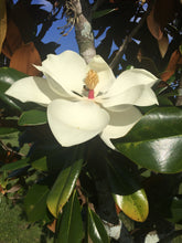 Load image into Gallery viewer, MAGNOLIA