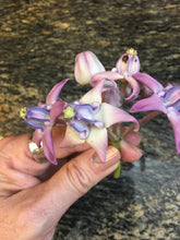 Load image into Gallery viewer, CROWN FLOWER/GIANT MILKWEED