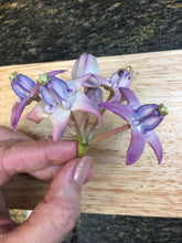 Load image into Gallery viewer, CROWN FLOWER/GIANT MILKWEED