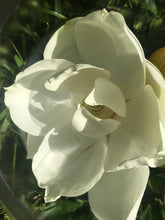 Load image into Gallery viewer, MAGNOLIA