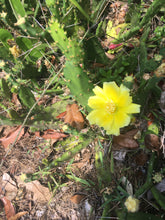 Load image into Gallery viewer, EASTERN PRICKLY PEAR