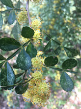 Load image into Gallery viewer, LIME PRICKLY ASH