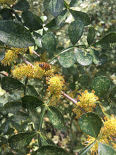 Load image into Gallery viewer, LIME PRICKLY ASH