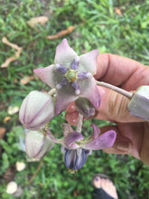 Load image into Gallery viewer, Two out of five buds fully opened.