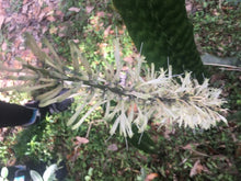 Load image into Gallery viewer, SNAKE PLANT