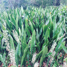 Load image into Gallery viewer, SNAKE PLANT