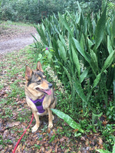 Load image into Gallery viewer, SNAKE PLANT