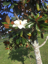 Load image into Gallery viewer, MAGNOLIA