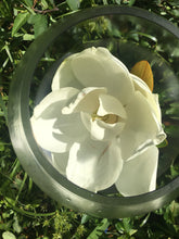 Load image into Gallery viewer, MAGNOLIA