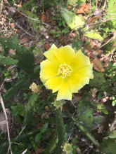 Load image into Gallery viewer, EASTERN PRICKLY PEAR