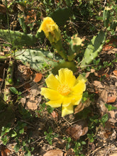 Load image into Gallery viewer, EASTERN PRICKLY PEAR