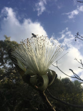 Load image into Gallery viewer, SHAVING BRUSH TREE, AMAPOLLA